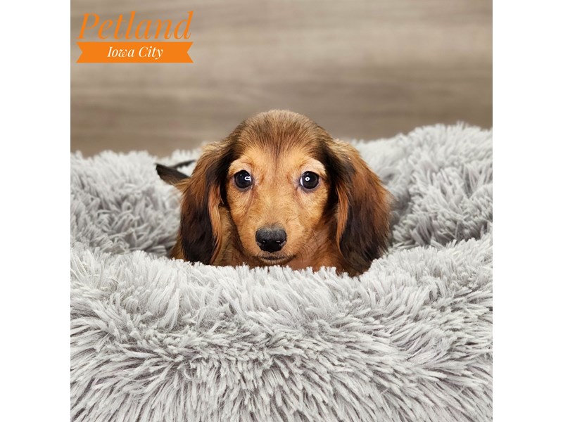 Dachshund Dog Female red 18687
