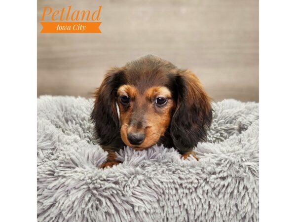 Dachshund Dog Male drk red 18684 Petland Iowa City, Iowa