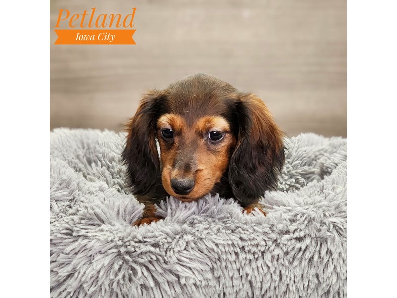 Dachshund Dog Male drk red 18684