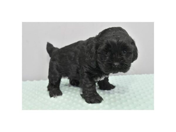 [#18713] Black Female Cock A Poo Puppies For Sale