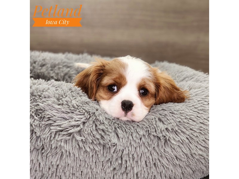 Cavalier King Charles Spaniel Dog Female Blenheim 18704