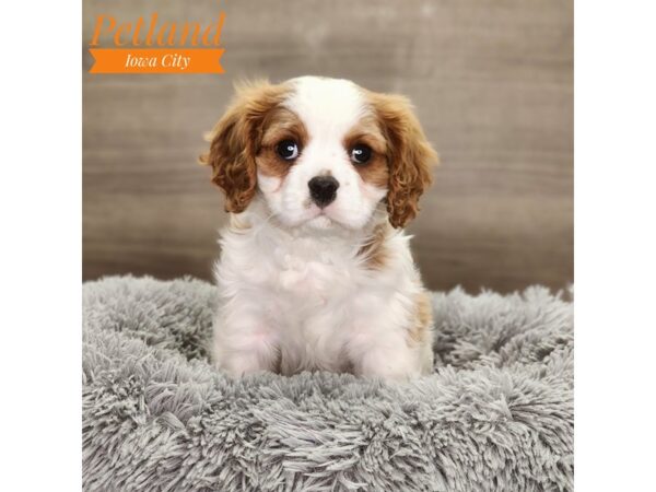 Cavalier King Charles Spaniel-Dog-Male-Blenheim-18705-Petland Iowa City, Iowa