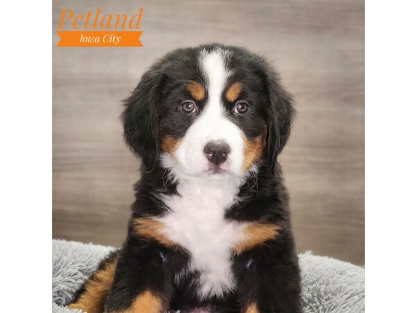 [#18702] Tri-Colored Female Bernese Mountain Dog Puppies For Sale