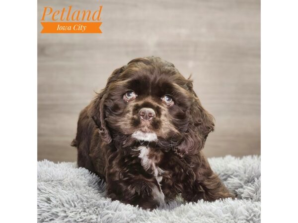 Cocker Spaniel Dog Male Chocolate 18706 Petland Iowa City, Iowa