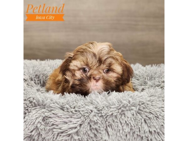 Shih Tzu Dog Female Chocolate / White 18708 Petland Iowa City, Iowa