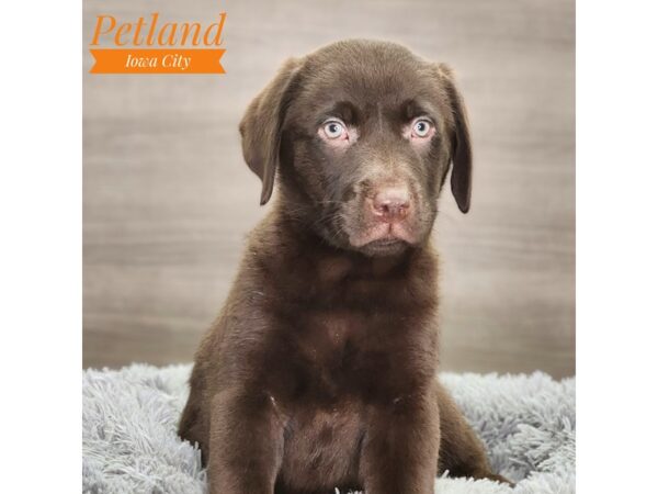 Labrador Retriever Dog Male Chocolate 18707 Petland Iowa City, Iowa