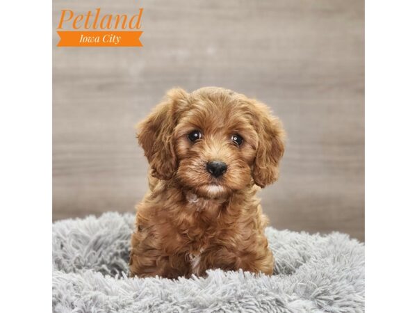 Cavapoo Dog Female Red 18715 Petland Iowa City, Iowa