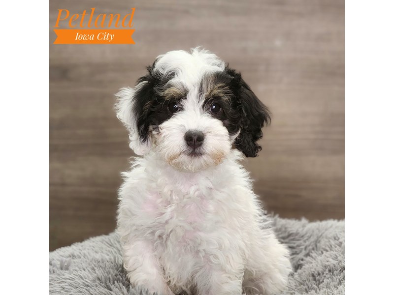 Bernedoodle Mini 2nd Gen - 18716 Image #1