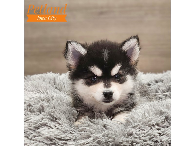 Pomsky Dog Female Black / White 18717
