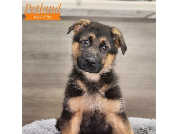 German Shepherd Dog Male Black / Tan 18712 Petland Iowa City, Iowa