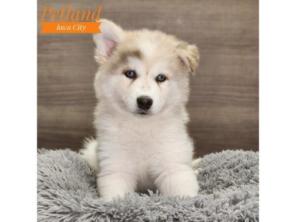 Pomsky Dog Male Red Merle 18718 Petland Iowa City, Iowa