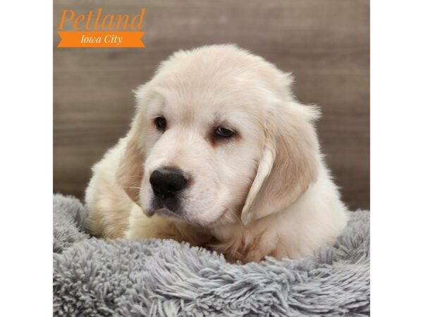 Golden Retriever Dog Male lt gldn 18719 Petland Iowa City, Iowa