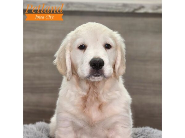 Golden Retriever-Dog-Female-lt gldn-18720-Petland Iowa City, Iowa