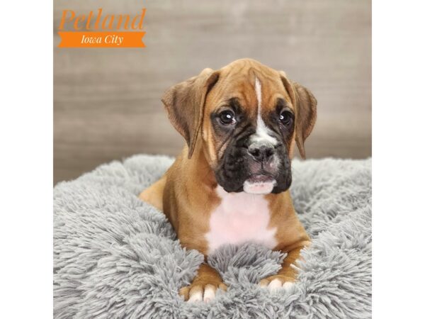 Boxer-Dog-Male-Mahogany-18703-Petland Iowa City, Iowa