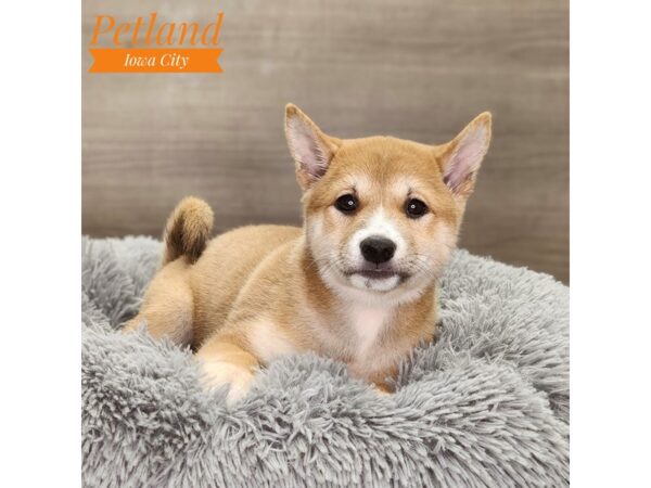 Shiba Inu Dog Female rd 18723 Petland Iowa City, Iowa