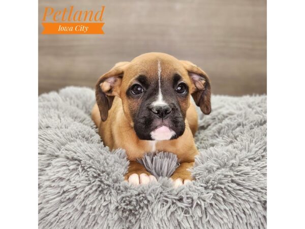 Boxer Dog Male fn 18721 Petland Iowa City, Iowa