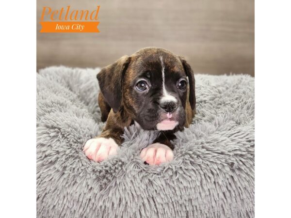 Boxer Dog Female brdl 18722 Petland Iowa City, Iowa