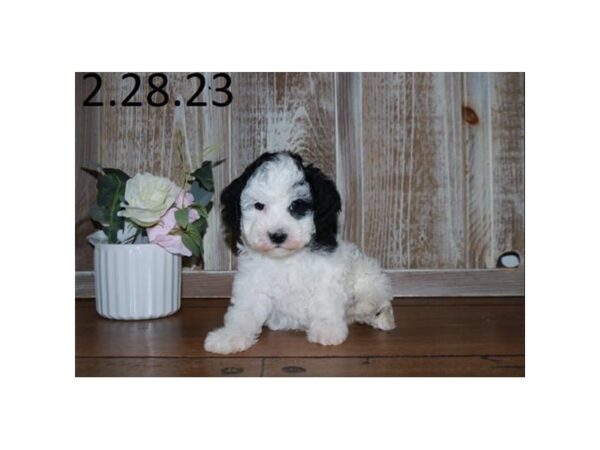 [#18739] White / Black Male Italian Greyhound/Poodle Puppies For Sale