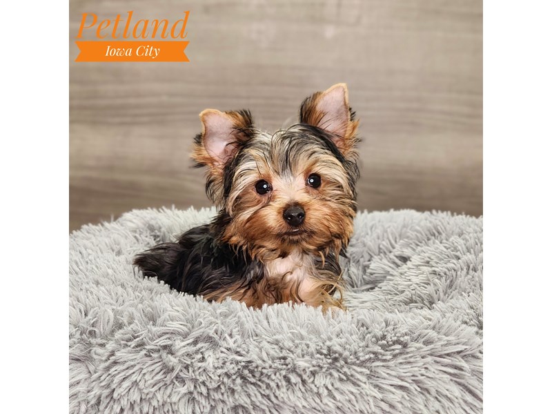 Yorkshire Terrier Dog Male blk & gld 18724