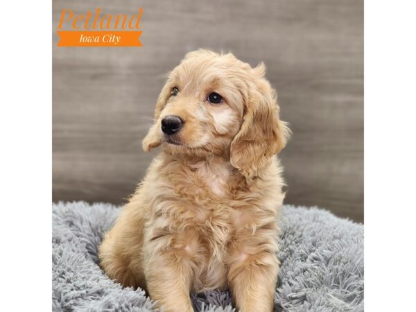 Goldendoodle Mini-Dog-Male-Golden-18731-Petland Iowa City, Iowa