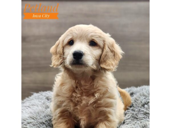 Goldendoodle Mini Dog Female Golden 18730 Petland Iowa City, Iowa