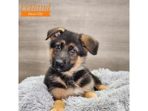 German Shepherd Dog-Dog-Male-Black / Tan-18738-Petland Iowa City, Iowa