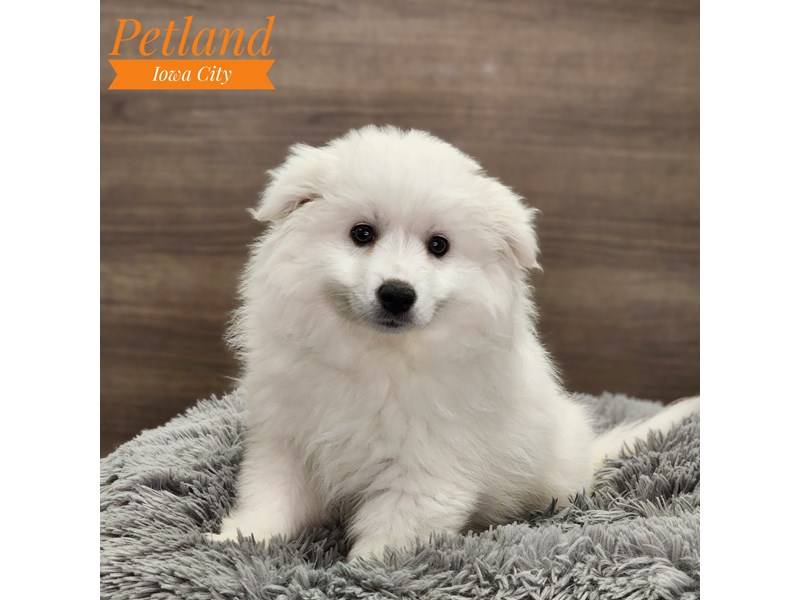 American Eskimo Dog - 18732 Image #1