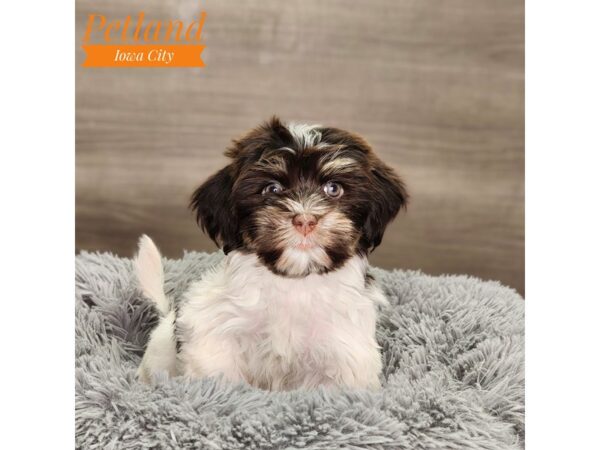 Havanese Dog Female 18727 Petland Iowa City, Iowa