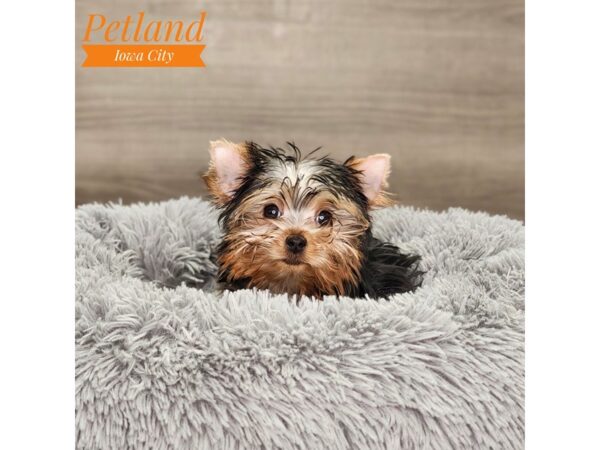 Yorkshire Terrier Dog Female blk & gld 18725 Petland Iowa City, Iowa