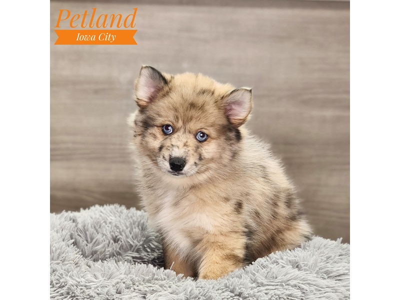Pomsky Dog Female Red Merle 18740