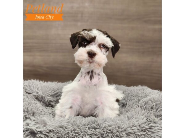 [#18735] Chocolate / White Male Miniature Schnauzer Puppies For Sale