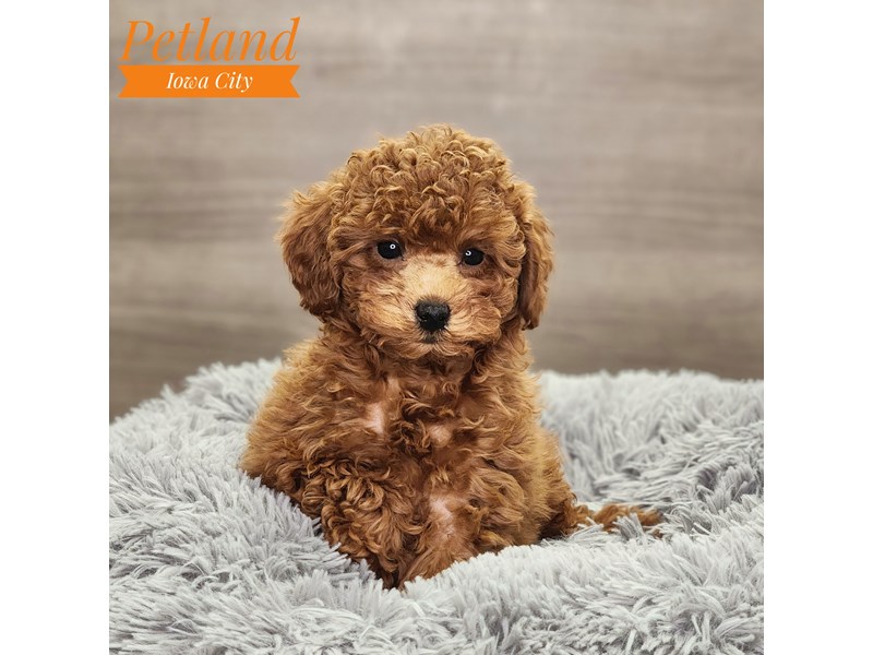 Poodle Dog Female Red 18736