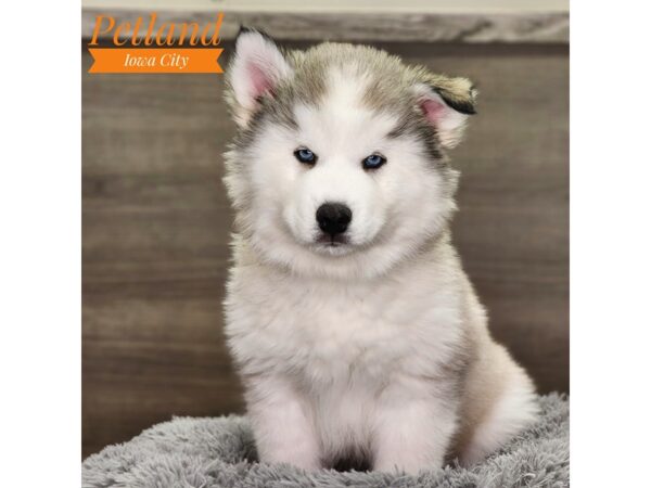 Siberian Husky Dog Male Gray / White 18737 Petland Iowa City, Iowa