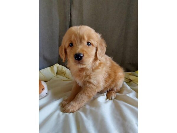 Golden Retriever Dog Female Golden 18746 Petland Iowa City, Iowa