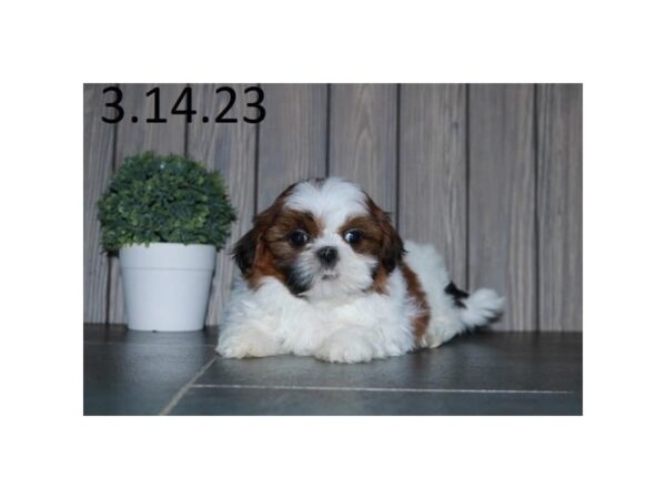 [#18756] Red Sable Female Shih Tzu Puppies For Sale