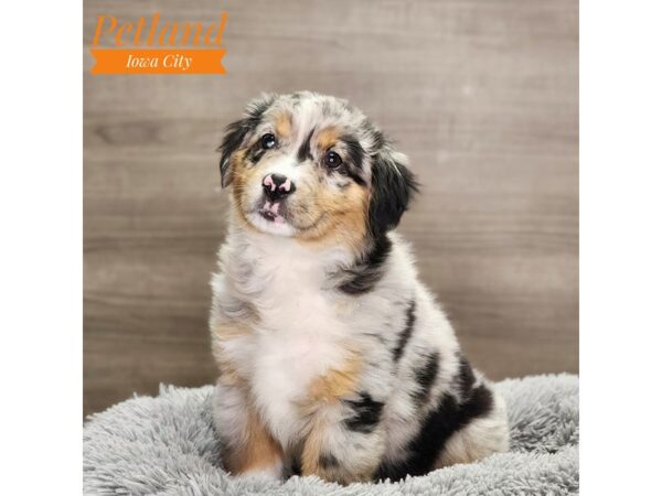 Mini American Shepherd-Dog-Female-blue merle-18745-Petland Iowa City, Iowa