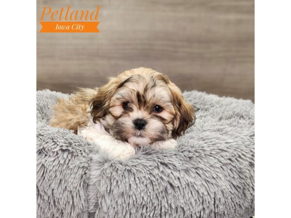 [#18757] Brown / White Male Teddy Bear Puppies For Sale