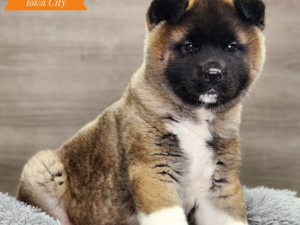 Akita Dog Female Black / White 18749 Petland Iowa City, Iowa