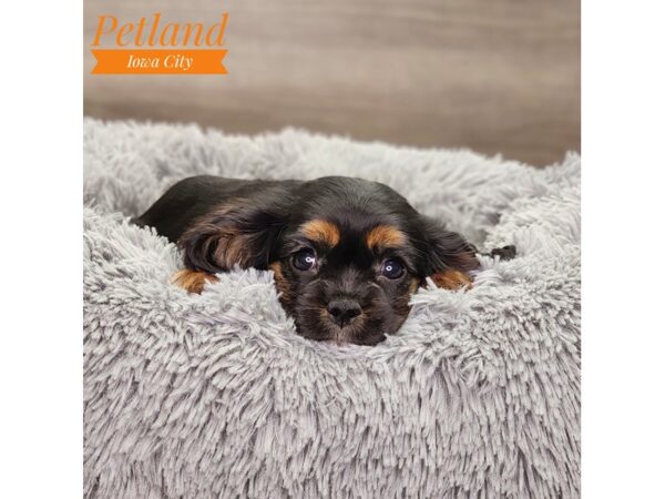 Cavalier King Charles Spaniel-Dog-Female-Black / Brown-18752-Petland Iowa City, Iowa