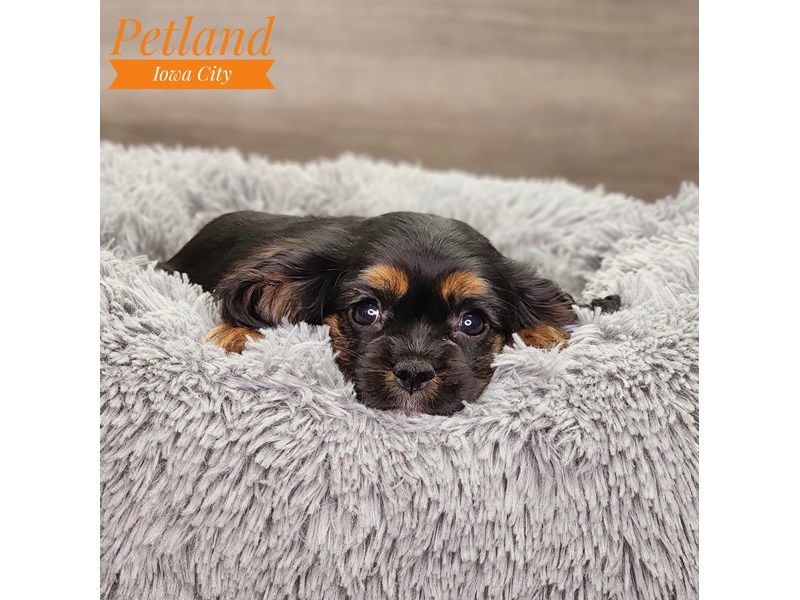 Cavalier King Charles Spaniel Dog Female Black / Brown 18752