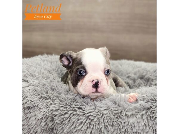 Boston Terrier Dog Male Blue Merle 18751 Petland Iowa City, Iowa