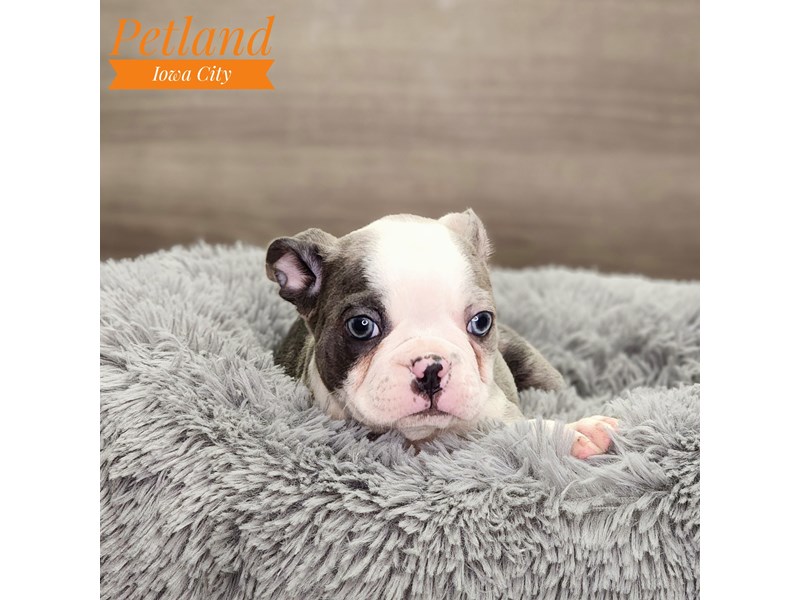 Boston Terrier Dog Male Blue Merle 18751