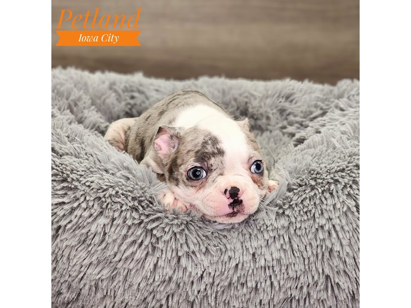 Boston Terrier Dog Female Blue Merle 18750