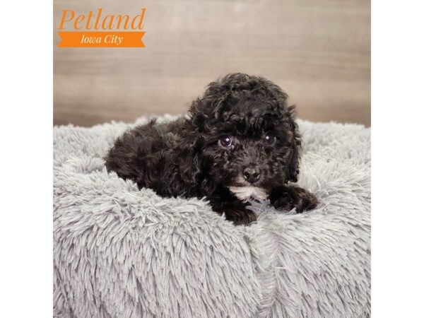 Poodle Dog Male Black 18755 Petland Iowa City, Iowa