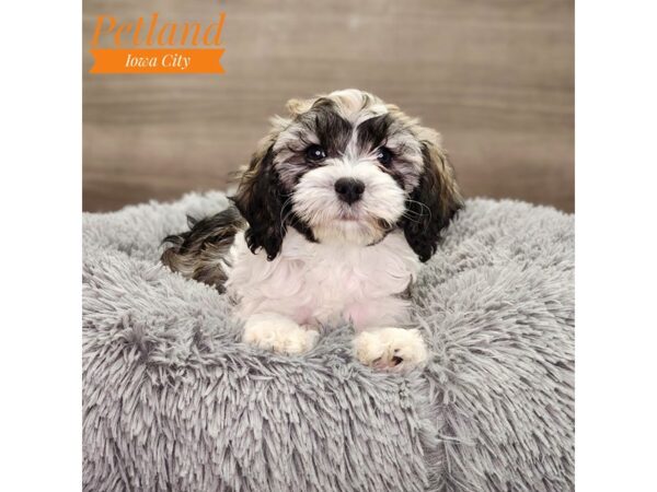 [#18758] White / Sable Female Cock A Poo 2nd Gen Puppies For Sale
