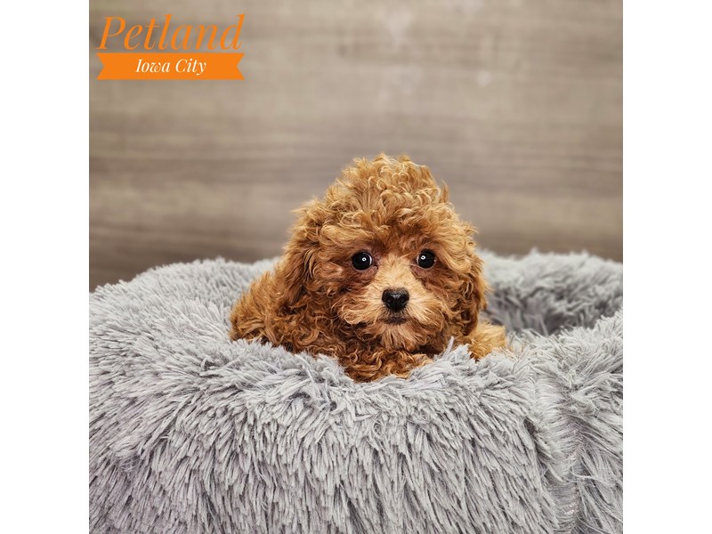 Poodle Dog Female Red 18754