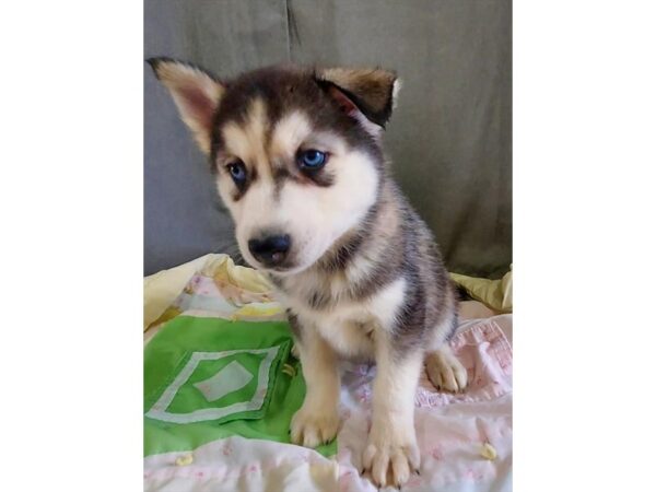 [#18770] Black / White Male Siberian Husky Puppies For Sale