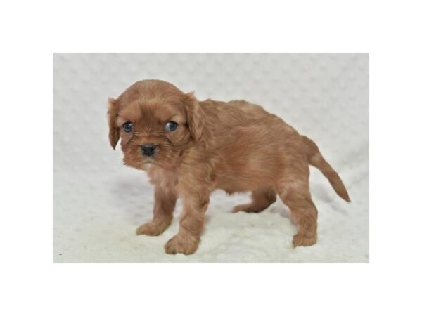 [#18772] Ruby Female Cavalier King Charles Spaniel Puppies For Sale