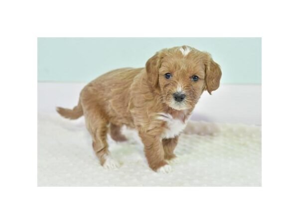 [#18781] Apricot Female Goldendoodle Mini 2nd Gen Puppies For Sale