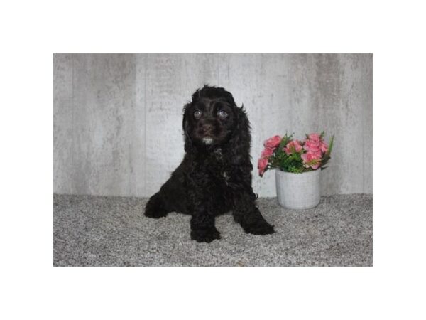 [#18773] Chocolate Male Cocker Spaniel Puppies For Sale